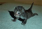 cat