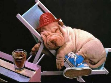 chien!!!!