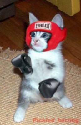 chat  boxer